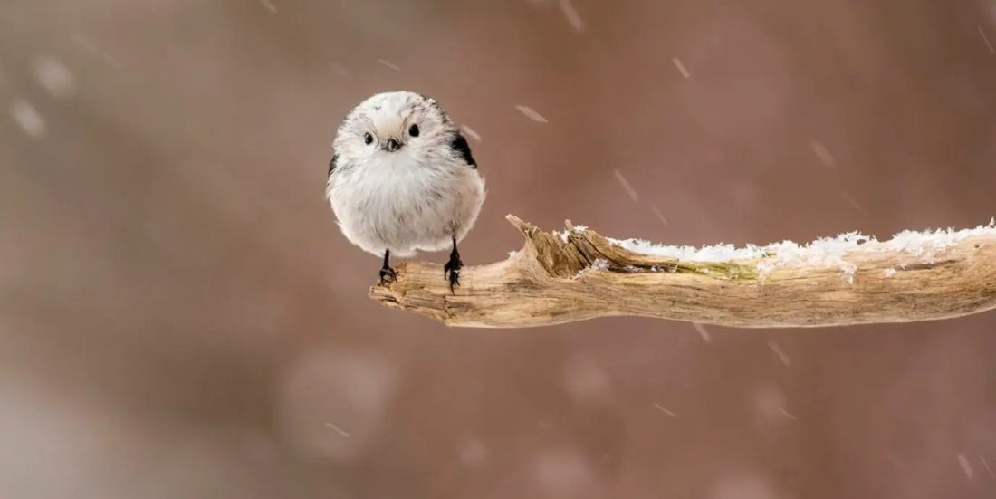 How to help wild birds in cold weather - Catanox