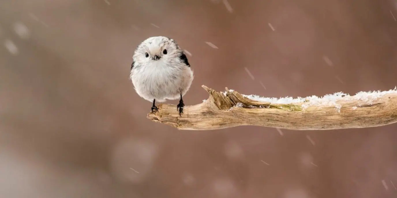 How to help wild birds in cold weather - Catanox